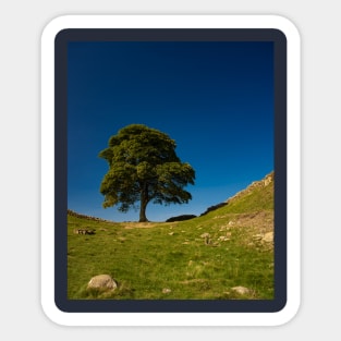 The Sycamore Gap Tree, Hadrian's Wall Sticker